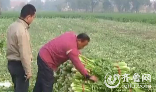 菜农告诉记者,还有两、三天自己的芹菜就能卖完(视频截图)