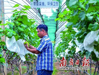 葡萄园内,工作人员细心查看葡萄的生长。何森垚